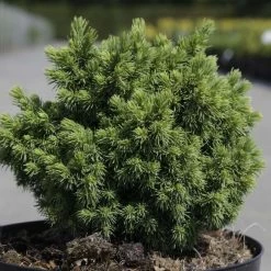 Épicéa - Picea Abies Jalako Gold