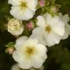 Potentille Arbustive - Potentilla Fruticosa Double Punch Cream 2 Potentille Arbustive - Potentilla Fruticosa Double Punch Cream -Plantes Séries Magasin potentilla fruticosa double punch cream 100806 1
