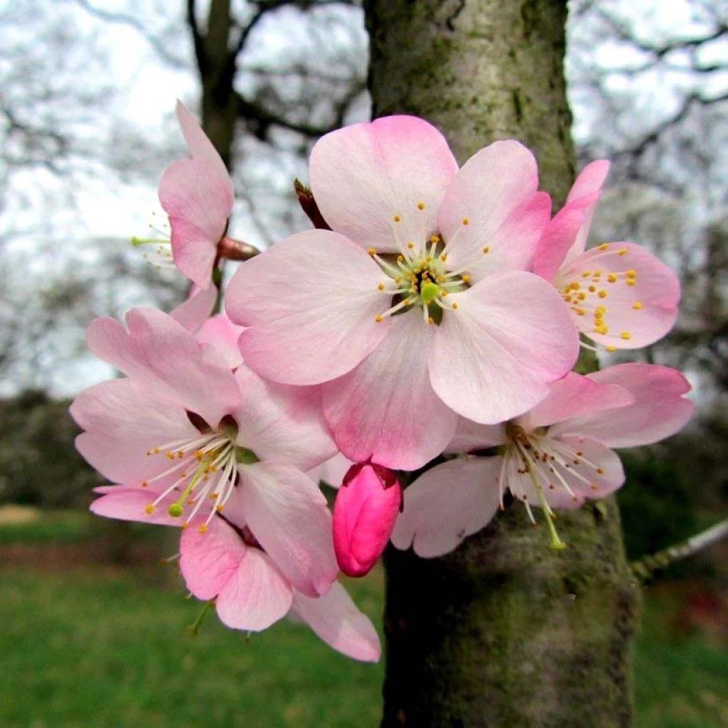 Cerisier à Fleurs Du Japon Nain - Prunus Incisa Paean 3 Cerisier à Fleurs Du Japon Nain - Prunus Incisa Paean