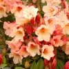 Rhododendron Jingle Bells - Rhododendron Nain
