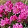 Rhododendron Graziella - Grand Rhododendron