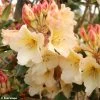 Rhododendron Horizon Monarch - Grand Rhododendron 1 Rhododendron Horizon Monarch - Grand Rhododendron -Plantes Séries Magasin rhododendron horizon monarch 80478 1