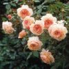 Rosier David Austin A Shropshire Lad -Plantes Séries Magasin rosier david austin a shropshire lad 665312 1
