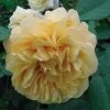 Rosier Ancien Fragrant Old Yellow -Plantes Séries Magasin rosier fragant old yellow 771501 1