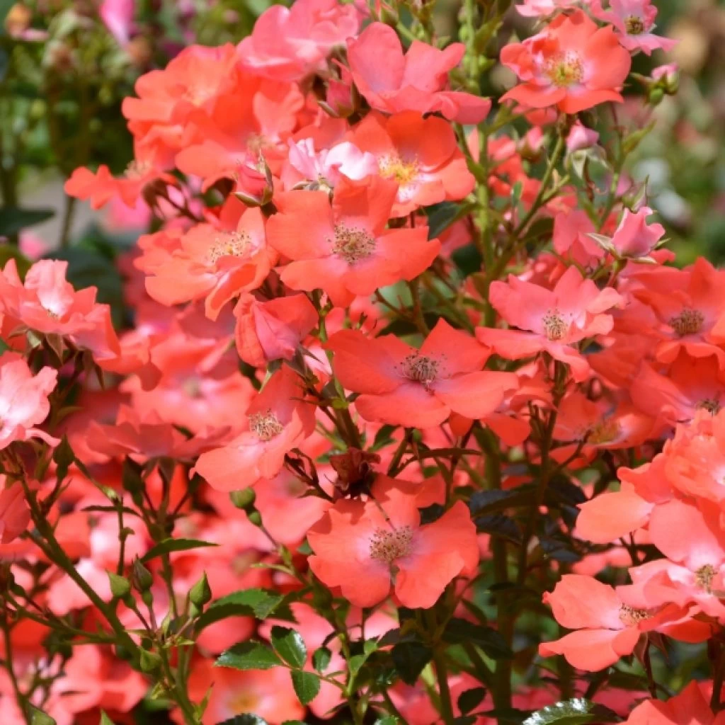 Rosier Décorosiers Isalia 3 Rosier Décorosiers Isalia