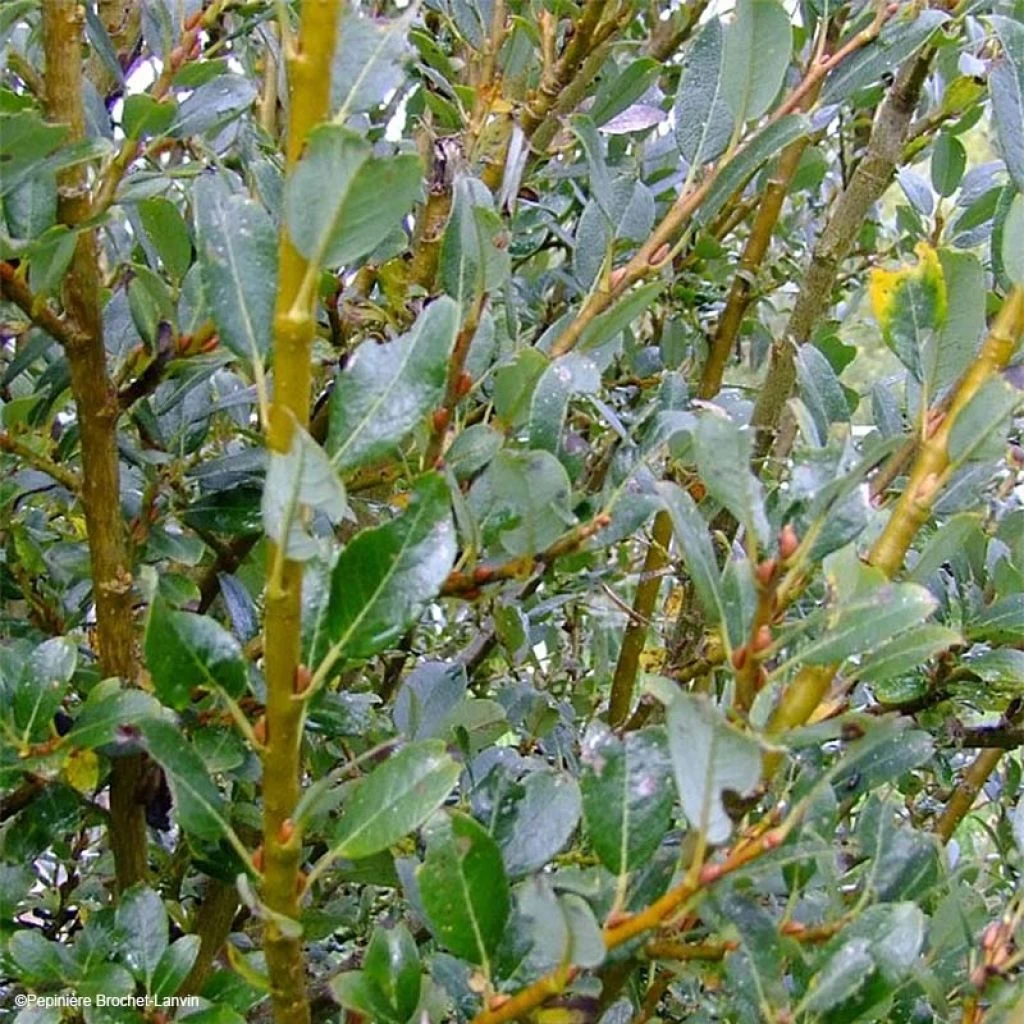 Salix (x) Tetrapla - Saule 3 Salix (x) Tetrapla - Saule