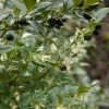 Sarcococca Hookeriana -Plantes Séries Magasin sarcococcas hookeriana type 7816000 1