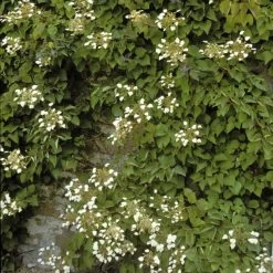 Schizophragma Hydrangeoïdes