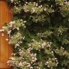 Schizophragma Hydrangeoides Rose Sensation (Roseum)