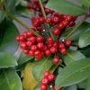 Skimmia Japonica Veitchii 2 Skimmia Japonica Veitchii -Plantes Séries Magasin skimmia japonica veitchii ld tonyrodd 7845 1