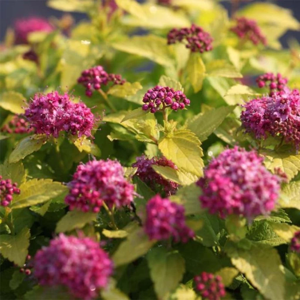 Spirée Japonaise Double Play Gold - Spiraea Japonica 3 Spirée Japonaise Double Play Gold - Spiraea Japonica