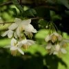 Styrax Japonica - Styrax Japonais -Plantes Séries Magasin styrax japonica 74160 6