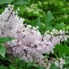 Lilas De Chine - Syringa Patula Miss Kim -Plantes Séries Magasin syringa patula miss kim 9704 1