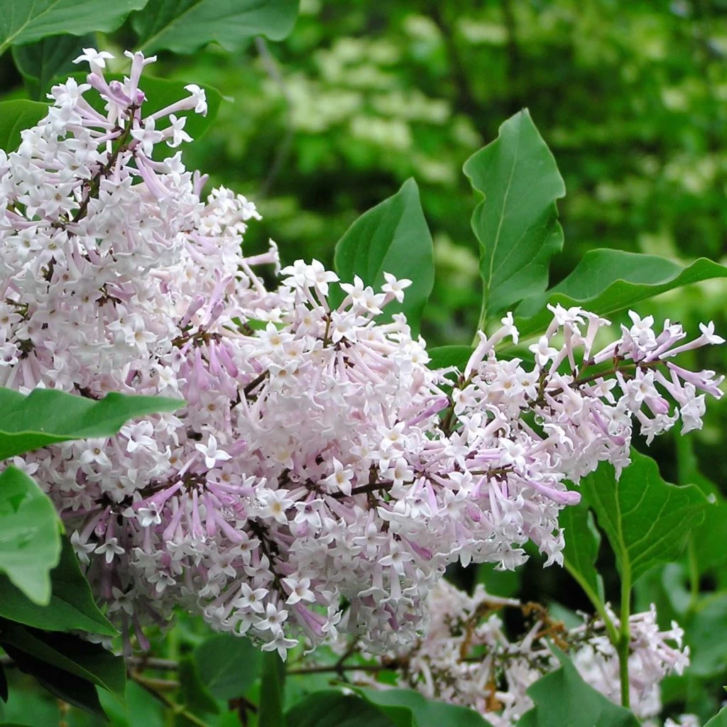Lilas De Chine - Syringa Patula Miss Kim 3 Lilas De Chine - Syringa Patula Miss Kim