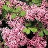 Lilas à Petites Feuilles - Syringa Red Pixie -Plantes Séries Magasin syringa red pixie 9683 1