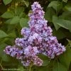 Lilas - Syringa Vulgaris Président Grevy