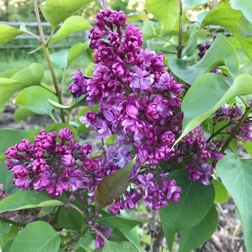 Lilas - Syringa Vulgaris Prince Wolkonsky 3 Lilas - Syringa Vulgaris Prince Wolkonsky