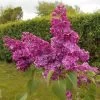 Lilas Commun - Syringa Vulgaris Znamya Lenina -Plantes Séries Magasin syringa vulgaris znamya lenina 100875 1