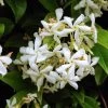Jasmin étoilé - Trachelospermum Jasminoïdes Star Of Venice 1 Jasmin étoilé - Trachelospermum Jasminoïdes Star Of Venice -Plantes Séries Magasin trachelospermum star of venice 100231 1