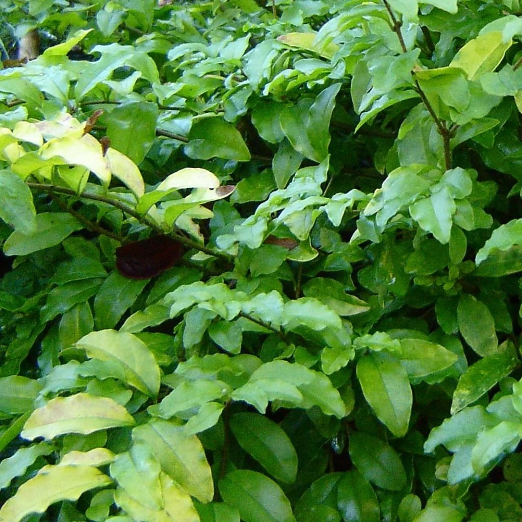 Troène De Californie Lemon Lime - Ligustrum Ovalifolium 3 Troène De Californie Lemon Lime - Ligustrum Ovalifolium