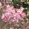 Viorne D'hiver - Viburnum Bodnantense Dawn 2 Viorne D'hiver - Viburnum Bodnantense Dawn -Plantes Séries Magasin viburnum bodnantense dawn 7629 5