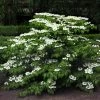 Viorne De Chine - Viburnum Plicatum Mariesii 2 Viorne De Chine - Viburnum Plicatum Mariesii -Plantes Séries Magasin viburnum plicatum mariesii 84382 1