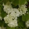 Viorne - Viburnum Plicatum Popcorn -Plantes Séries Magasin viburnum plicatum popcorn 7961 5