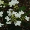 Viorne - Viburnum Plicatum Watanabe -Plantes Séries Magasin viorne viburnum plicatum watanabe PC douce 1