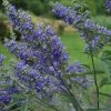 Vitex Agnus-castus Delta Blues - Gattilier 2 Vitex Agnus-castus Delta Blues - Gattilier -Plantes Séries Magasin vitex agnus castus delta blues 81424 1