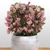 Weigela Florida Vintage Love 2 Weigela Florida Vintage Love -Plantes Séries Magasin weigela florida vintage love 16350 1