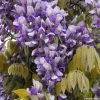 Glycine Grande Diva Nathalie - Wisteria (x) Venusta
