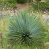 Yucca Rostrata