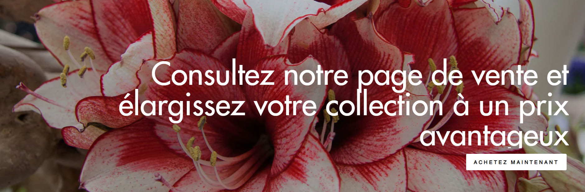 Plantes Séries Magasin -Plantes Séries Magasin ghjgj